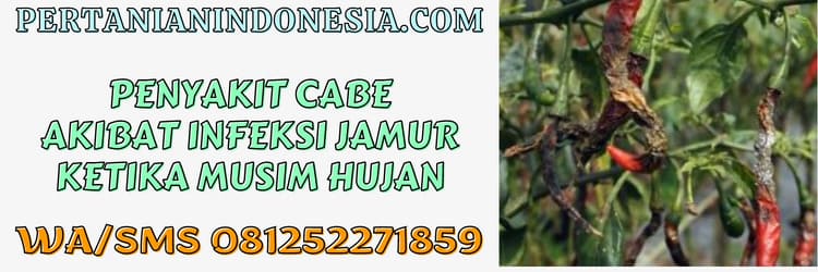 penyakit,jamur,cendawan,penyakit cabe,infeksi,musim penghujan